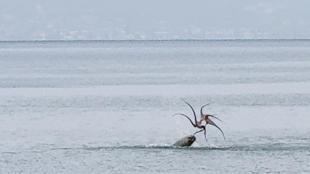 Çeşme sahilinde fokun ahtapot avı