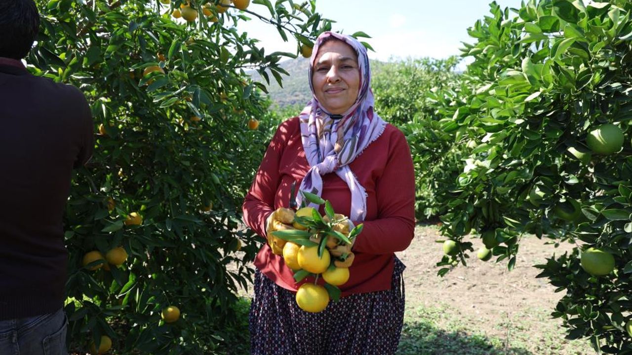 En ucuz meyve: Mandalina bahçede 8 TL'ye kadar düştü