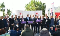 Yenişehir'de safran üretimi üçüncü yılında