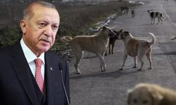 Erdoğan, başıboş köpek sorunu hakkında net konuştu