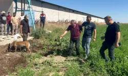 Dayısını öldürüp gömdü, başında ağladı