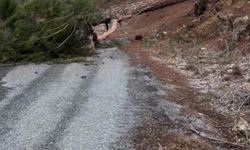 Ağaç devrildi, Gülek Kalesi'ne giden yol kapandı