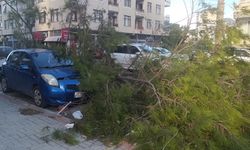 Mersin'de fırtına! Ağaçlar devrildi, araçlar zarar gördü camlar kırıldı