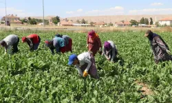 Tarım işçisi yevmiyeleri belli oldu