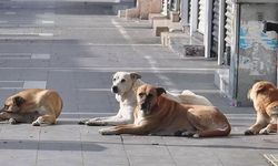 Belediyelere sokaktaki sahipsiz köpek başına 71 bin TL ceza kesilecek