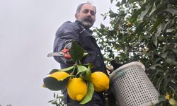 Mersin'de kar altında limon hasadı