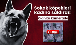 Mersin'de sokak köpekleri kadına saldırdı: O anlar kamerada