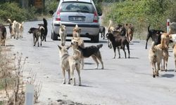 Başıboş köpek saldırılarıyla ilgili soruşturma