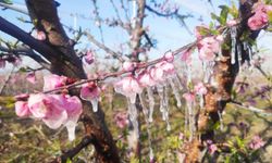 Meteoroloji uyardı! Zirai don bekleniyor