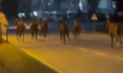 Mersin'de karayoluna çıkan atlar trafiği karıştırdı