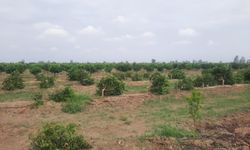 Mersin Tarsus’ta mandalina ağaçları katledildi