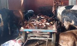 Adana'da 2,5 ton at eti ele geçirildi