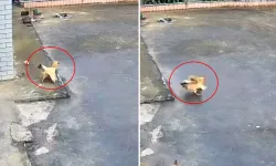 Civcivlerini şahine karşı koruyan anne tavuk gönülleri fethetti