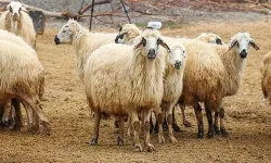Kurbanlık fiyatlarında spekülasyona karşı uyarı