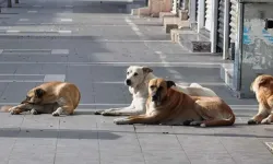 AYM sahipsiz köpeklere ilişkin düzenlemenin iptal talebini reddetti