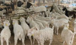 Kurban pazarında durgunluk: Satıcılar umudunu son günlere bıraktı