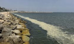 Mersin Körfezi'nde 'alg patlaması ve müsilaj kalıntıları'