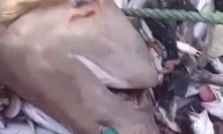 Yer yine Mersin: Bu kez 8 köpekbalığı ağlara takıldı
