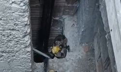 Çatılara kurulan kafeste işe yaramadı, firari maymun hala yakalanamadı