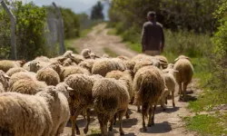 Yabancı çobanlar için çalışma izni başvuruları başladı