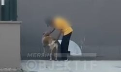 Mersin’de Hayvana Taciz Skandalı! Yaşlı Adamın Görüntüleri Tepki Çekti