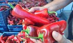 Salçalık biber sezonu başladı