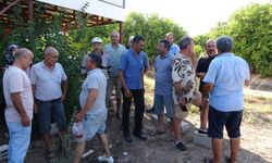 Mersin'de arazi dolandırıcılığı iddiası: Köylüler organize çetenin hedefi oldu
