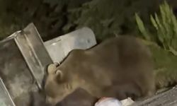 Uludağ’da aç kalan ayılar çöplere dadandı