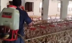 Aşırı sıcakta tavukları buzlu suyla serinletiyor
