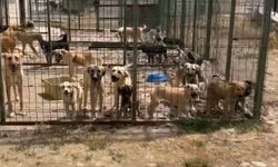 Gümüşhane'de barınak olayının ardından ormanlık alanda öl* köpekler bulundu