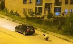 Kars'ta eşeği arabaya bağlayıp, zorla çekerek götürdüler
