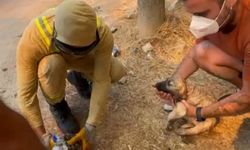 Çanakkale'de devam eden yangında ekipler kaplumbağa ve köpek yavrusunu kurtardı