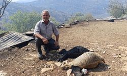Mersin'de orman yangınında evler yandı, hayvanlar telef oldu
