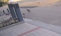 Bursa’da köpek sal*ırısından son anda kurtuldular