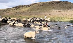 Kars'ta sıcakla mücadele: Sıcaktan etkilenen koyunları derede serinlettiler
