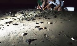 Mersin'de yönünü şaşıran yavru kaplumbağalar genç gönüllüler tarafından denize ulaştırılıyor