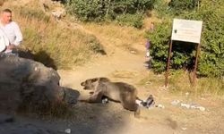Kucağında bebekle ayı saldırısına uğradı