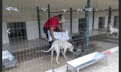 Mersin'de barınak iddialarının ardından o isimler görevden alındı