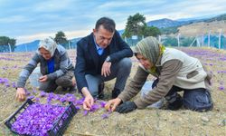 Yenişehir Belediyesin desteğiyle tarlalar safran üretimi için hazırlanıyor