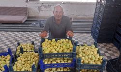 Altından bal damlayan incir üreticisinin yüzü güldü