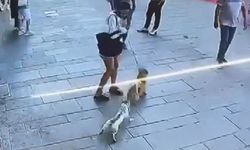 Fatih’te esnafın maskotu 'Muhtar' isimli kedi, sahipli köpeğe saldırdı