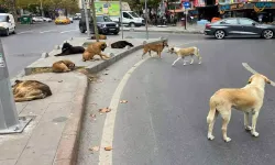 İstanbul Valiliği'nden sahipsiz sokak hayvanlarının toplatılması kararı