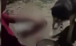 Ankara'da bir kişi köpeğine alkol içirdi