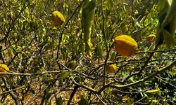 Mersin'de 1000 dönümlük limon bahçesi, susuzluktan kurudu