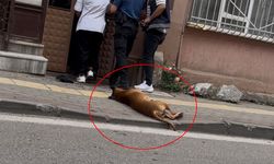 Aile içi kavga ihbarına giden polislerden birini köpek, diğerini ise sahibi ısırdı