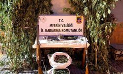 Mersin'de bahçelerine kenevir eken 3 şüpheli yakalandı