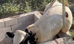 Tuvalet kuyusuna düşen boğa itfaiye ekipleri tarafından kurtarıldı!