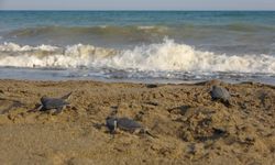 Yavru caretta carettaların çıkışları tamamlandı: 210 bin yavru denizle buluştu