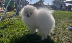 Ankara'da köpekler güzellik için yarıştı