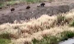 Mersin'de domuz sürüsü köpeği kovaladı: O anlar kamerada
